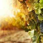 Route gourmande de La Halte des Pèlerins